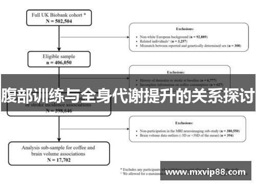 腹部训练与全身代谢提升的关系探讨