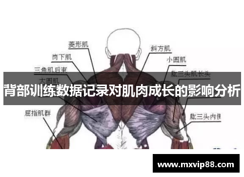 背部训练数据记录对肌肉成长的影响分析 背部训练数据记录对肌肉成长的影响分析